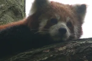 Samica pandy małej przyjechała do gdańskiego zoo