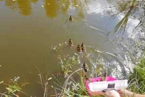 Kaczuszki utknęły w kanalizacji burzowej