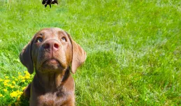 Pies użądlony przez owada. Co robić?
