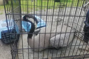 Żuraw zderzył się z linią wysokiego napięcia, a potem narobił rabanu w kurniku