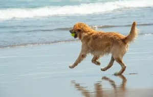 Psie plaże w Trójmieście są całoroczne