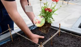 Zasadź swoją roślinę w ogródku przed Muzeum Miasta Gdyni