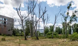 Uschnięte drzewa na atrakcyjnej działce dewelopera w Sopocie