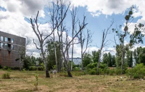 Uschnięte drzewa na atrakcyjnej działce dewelopera w Sopocie