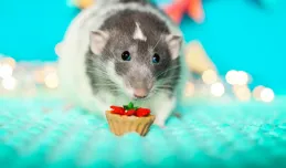 Szczury: dozwolone od lat 18. Dbanie o te gryzonie nie jest łatwe