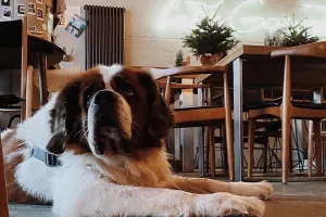 Do restauracji z pupilem. Lokale przyjazne zwierzętom