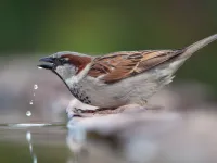 Wystaw wodę, pomóż ptakom przetrwać upały