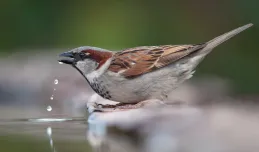Wystaw wodę, pomóż ptakom przetrwać upały