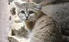 W zoo zamieszkała pierwsza w historii samica kota arabskiego