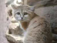 W zoo zamieszkała pierwsza w historii samica kota arabskiego