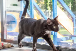 Puma: kot, który lubi ludzi i kocha psy
