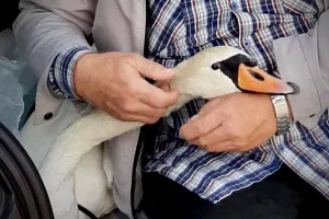 Gdańsk: Interwencja mieszkańców i Policji Wodnej w sprawie rannej łabędzicy