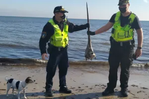 Szczątki miecznika znalezione na plaży w Sopocie