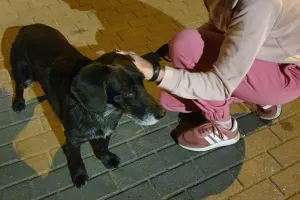 Zabezpieczyli psa, znaleźli rodzinę właściciela. Interwencja naszych czytelników