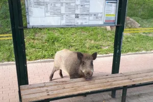 Wciąż nie można wywozić dzików z Trójmiasta