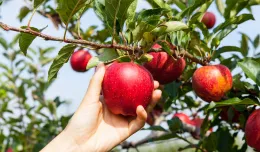 Jabłka dla zdrowia i kondycji. Warto je jeść?