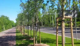 Drzewa zamiast aut w centrum Gdyni