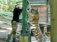 Opiekunowie z zoo: "Każda chwila z drapieżnikami daje niezapomniane wrażenia"