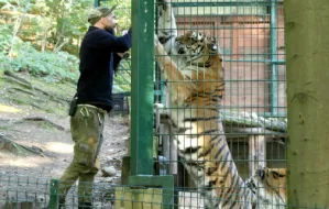 Opiekunowie z zoo: "Każda chwila z drapieżnikami daje niezapomniane wrażenia"