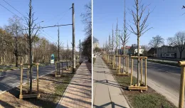Do końca roku przybędzie drzew w Sopocie