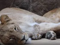 Lwica Casa z gdańskiego zoo wyjechała do Włoch