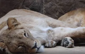 Lwica Casa z gdańskiego zoo wyjechała do Włoch