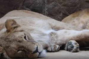 Lwica Casa z gdańskiego zoo wyjechała do Włoch