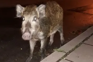 W czwartek odstrzał dzików w Gdyni
