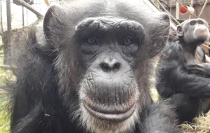 Projekt "szympans" w gdańskim zoo. Zagłosuj w budżecie obywatelskim