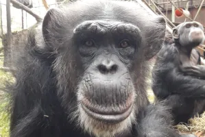Projekt "szympans" w gdańskim zoo. Zagłosuj w budżecie obywatelskim