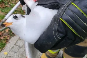 Uratowali ranną mewę śmieszkę uwięzioną nad kanałem