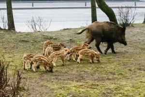 Niewidomy obawia się kontaktu z dzikami