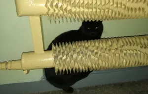 Morena: czarny kot błąka się po klatce schodowej. Rozpoznajesz go?
