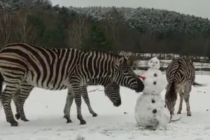 Bałwan odwiedził zebry w zoo i skończył... bez ręki