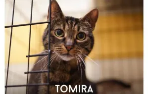 Tomira: kotka po przejściach szuka spokojnego domu