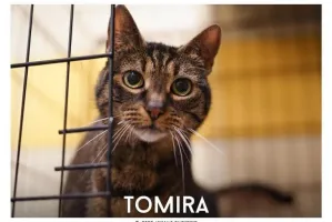 Tomira: kotka po przejściach szuka spokojnego domu