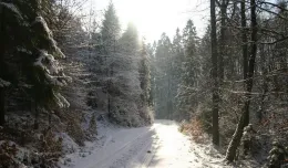 Zimowe spacery po lasach wokół Trójmiasta