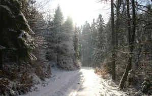 Zimowe spacery po lasach wokół Trójmiasta