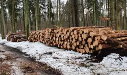 Dlaczego trzeba wycinać drzewa w lasach?