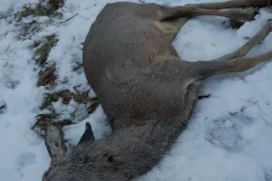 Martwa sarna na Zakoniczynie. Ofiara kłusowników?