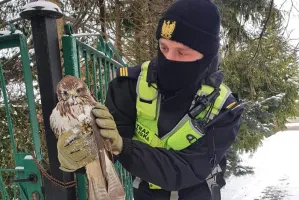 Interwencja w sprawie dzikiego ptaka