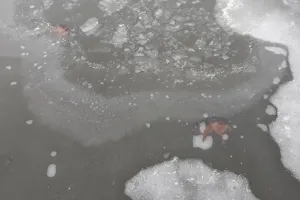 Dwa martwe psy w Opływie Motławy