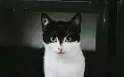 Sówka - wyjątkowej urody kocie dziecko szuka domu