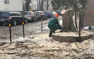 Wycinka kolejnych drzew w śródmieściu Gdańska