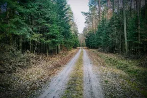 Nocleg w środku lasu możliwy już od maja