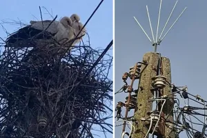 Spór o bocianie gniazdo. Ptaki przegrają z samolotami?