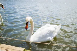Sopot w strefie zagrożenia wystąpieniem grypy ptaków