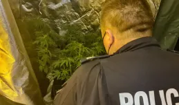 50 krzaków marihuany w piwnicy