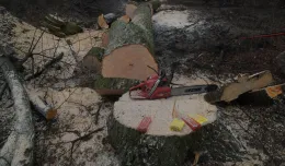 Wycięto stuletnie drzewa przy al. Zwycięstwa w Gdańsku. Tłumaczenie dewelopera