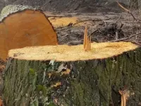 Miasto zabiera głos w sprawie nielegalnej wycinki drzew